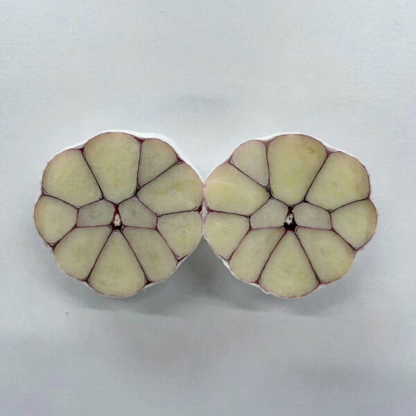 China Fresh Garlic For Sale