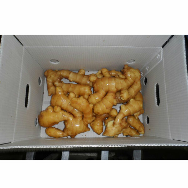 China Fresh Ginger For Sale