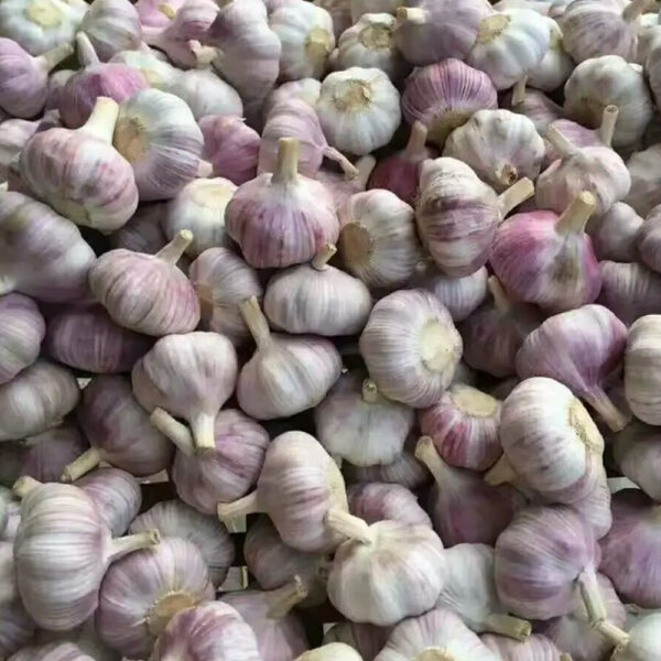 Purple Garlic Wholesale